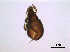  (Eremobelbidae - Egracilor_P_1)  @12 [ ] Copyright (2011) Huijie Gan University of Michigan