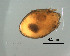  (Xylobates lophotrichus - Sch18_P_1)  @13 [ ] Copyright (2011) Huijie Gan University of Michigan