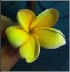  (Plumeria rubra - HIDNA037)  @11 [ ] CreativeCommons - Attribution (2013) Floyd A. Reed University of Hawai'I at Manoa