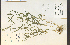 (Muhlenbergia sylvatica - 18992HIM)  @11 [ ] CreativeCommons - Attribution Non-Commercial Share-Alike (2012) University of Guelph, Canada OAC-BIO Herbarium