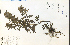  (Monarda punctata - 28506HIM)  @11 [ ] CreativeCommons - Attribution Non-Commercial Share-Alike (2012) University of Guelph, Canada OAC-BIO Herbarium
