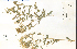  (Mentzelia decapetala - 38489HIM)  @11 [ ] CreativeCommons - Attribution Non-Commercial Share-Alike (2012) University of Guelph, Canada OAC-BIO Herbarium