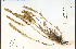  (Castilleja cervina - 38501HIM)  @11 [ ] CreativeCommons - Attribution Non-Commercial Share-Alike (2012) University of Guelph, Canada OAC-BIO Herbarium