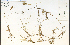  (Carex douglasii - 38652HIM)  @11 [ ] CreativeCommons - Attribution Non-Commercial Share-Alike (2012) University of Guelph, Canada OAC-BIO Herbarium