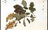  (Syringa villosa - 42826HIM)  @11 [ ] CreativeCommons - Attribution Non-Commercial Share-Alike (2012) University of Guelph, Canada OAC-BIO Herbarium