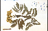  (Sambucus caerulea - 44442HIM)  @11 [ ] CreativeCommons - Attribution Non-Commercial Share-Alike (2012) University of Guelph, Canada OAC-BIO Herbarium