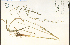  (Festuca subverticillata - 55424HIM)  @11 [ ] CreativeCommons - Attribution Non-Commercial Share-Alike (2012) University of Guelph, Canada OAC-BIO Herbarium
