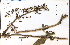  (Scrophularia lanceolata - 62372HIM)  @11 [ ] CreativeCommons - Attribution Non-Commercial Share-Alike (2012) University of Guelph, Canada OAC-BIO Herbarium