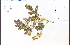  (Solanum rostratum - 63728HIM)  @11 [ ] CreativeCommons - Attribution Non-Commercial Share-Alike (2012) University of Guelph, Canada OAC-BIO Herbarium