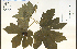  (Hydrastis canadensis - 65095HIM)  @11 [ ] CreativeCommons - Attribution Non-Commercial Share-Alike (2012) University of Guelph, Canada OAC-BIO Herbarium