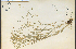  (Carex straminea - 65382HIM)  @11 [ ] CreativeCommons - Attribution Non-Commercial Share-Alike (2012) University of Guelph, Canada OAC-BIO Herbarium