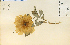  (Paeonia - 7401HIM)  @11 [ ] CreativeCommons - Attribution Non-Commercial Share-Alike (2012) University of Guelph, Canada OAC-BIO Herbarium
