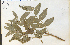  (Fraxinus quadrangulata - 77124HIM)  @11 [ ] CreativeCommons - Attribution Non-Commercial Share-Alike (2012) University of Guelph, Canada OAC-BIO Herbarium
