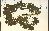  (Acer palmatum - 11001HIM)  @13 [ ] CreativeCommons - Attribution Non-Commercial Share-Alike (2012) University of Guelph, Canada OAC-BIO Herbarium