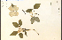  (Cornus florida - 12172HIM)  @11 [ ] CreativeCommons - Attribution Non-Commercial Share-Alike (2012) University of Guelph, Canada OAC-BIO Herbarium