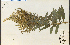  (Solidago lepida sp1 - 15636HIM)  @11 [ ] CreativeCommons - Attribution Non-Commercial Share-Alike (2012) University of Guelph, Canada OAC-BIO Herbarium