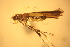  (Caloptilia hidakensis - 1000-139)  @13 [ ] CreativeCommons - Attribution Non-Commercial Share-Alike (2013) R. Nakadai Chiba University