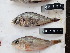  (Haplochromis nigripinnis - HP2976)  @11 [ ] CreativeCommons  Attribution Non-Commercial (2018) Unspecified Royal Museum for Central Africa