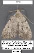  (Zanclognatha minoralis sp. 2 - 1637-COI-07)  @12 [ ] Unspecified (default): All Rights Reserved  Unspecified Unspecified