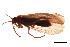  (Chaetopteryx villosa - 07HMCAD-0135)  @14 [ ] CreativeCommons - Attribution (2008) Unspecified Centre for Biodiversity Genomics