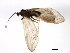  (Brachycentrus maculatus - 09HMCAD-0067)  @13 [ ] CreativeCommons - Attribution (2009) Unspecified Centre for Biodiversity Genomics