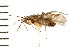  (Phytocoris fraterculus - 08BBHEM-103)  @14 [ ] CreativeCommons - Attribution (2010) Unspecified Centre for Biodiversity Genomics