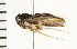  (Sigara bicoloripennis - 08BBHEM-176)  @15 [ ] CreativeCommons - Attribution (2010) Unspecified Centre for Biodiversity Genomics