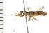  (Cladotanytarsus sp. 1 - 08BBHEM-265)  @11 [ ] CreativeCommons - Attribution (2008) Unspecified Centre for Biodiversity Genomics