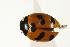  (Coccinella fulgida - CHU06-COL1-452)  @13 [ ] Unspecified (default): All Rights Reserved  Unspecified Unspecified