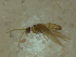  (Orthotrichia lanna - 10HMCAD-003)  @11 [ ] CreativeCommons - Attribution (2010) Unspecified Centre for Biodiversity Genomics