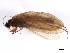  (Rhyacophila simulatrix - 10HMCAD-155)  @14 [ ] CreativeCommons - Attribution (2010) CBG Photography Group Centre for Biodiversity Genomics