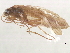  (Rhyacophila aurata - 10HMCAD-410)  @12 [ ] CreativeCommons - Attribution (2010) CBG Photography Group Centre for Biodiversity Genomics