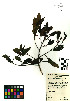  (Hondurodendron urceolatum - TEFH 050589)  @11 [ ] creative commons  non-commercial only (2017) TEFH 050589 UNAH
