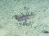  (Laetmogone - LV6_2260)  @11 [ ] Copyright (2023) Unspecified A.V. Zhirmunsky National Scientific Center of Marine Biology