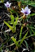  (Sisyrinchium micranthum - C-L_R-0115)  @11 [ ] CreativeCommons - Attribution Non-Commercial Share-Alike (2012) Mamadi Theresa Sethusa University of Johannesburg