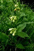  (Symphytum bulbosum - C-L_R-0056)  @11 [ ] CreativeCommons - Attribution Non-Commercial Share-Alike (2012) Mamadi Theresa Sethusa University of Johannesburg