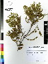  (Prosopis velutina - DMP211)  @11 [ ] CreativeCommons - Attribution Non-Commercial Share-Alike (2012) Mamadi Theresa Sethusa University of Johannesburg