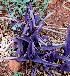  (Tradescantia pallida - KMS-0147)  @11 [ ] CreativeCommons - Attribution Non-Commercial Share-Alike (2012) Mamadi Theresa Sethusa University of Johannesburg