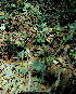  (Chenopodium mucronatum - KMS-0218)  @11 [ ] CreativeCommons - Attribution Non-Commercial Share-Alike (2012) Mamadi Theresa Sethusa University of Johannesburg