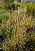  (Trachypogon spicatus - KMS-0355)  @11 [ ] CreativeCommons - Attribution Non-Commercial Share-Alike (2012) Mamadi Theresa Sethusa University of Johannesburg