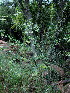  (Gomphocarpus physocarpus - KMS-0358)  @13 [ ] CreativeCommons - Attribution Non-Commercial Share-Alike (2012) Mamadi Theresa Sethusa University of Johannesburg
