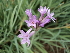  (Tulbaghia natalensis - LS127)  @11 [ ] CreativeCommons - Attribution Non-Commercial Share-Alike (2012) Mamadi Theresa Sethusa University of Johannesburg