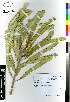  (Banksia prionotes - MEK170)  @11 [ ] CreativeCommons - Attribution Non-Commercial Share-Alike (2012) Mamadi Theresa Sethusa University of Johannesburg