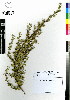  (Cliffortia ruscifolia - MEK219)  @11 [ ] CreativeCommons - Attribution Non-Commercial Share-Alike (2012) Mamadi Theresa Sethusa University of Johannesburg