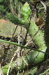  (Opuntia aurantiaca - MND-0043)  @11 [ ] CreativeCommons - Attribution Non-Commercial Share-Alike (2012) Mamadi Theresa Sethusa University of Johannesburg