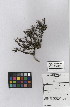  (Jamesbrittenia microphylla - NMMU_0177)  @11 [ ] CreativeCommons - Attribution Non-Commercial Share-Alike (2012) Mamadi Theresa Sethusa University of Johannesburg