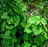  (Salvia tiliifolia - PPRI-0236)  @11 [ ] CreativeCommons - Attribution Non-Commercial Share-Alike (2012) Mamadi Theresa Sethusa University of Johannesburg