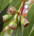  (Eucalyptus melliodora - PPRI-0238)  @11 [ ] CreativeCommons - Attribution Non-Commercial Share-Alike (2012) Mamadi Theresa Sethusa University of Johannesburg