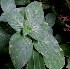  (Barleria obtusa - PPRI-0264)  @12 [ ] CreativeCommons - Attribution Non-Commercial Share-Alike (2012) Mamadi Theresa Sethusa University of Johannesburg