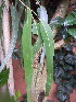  (Eucalyptus globulus - MvdB0059)  @11 [ ] No Rights Reserved  Unspecified Unspecified